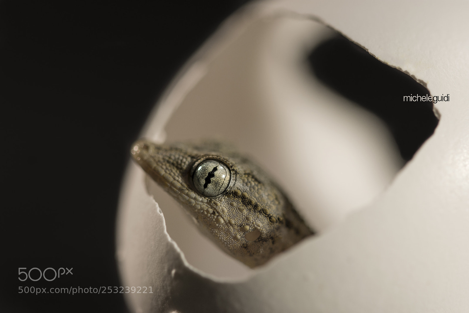 Nikon D7200 sample photo. Il geco photography