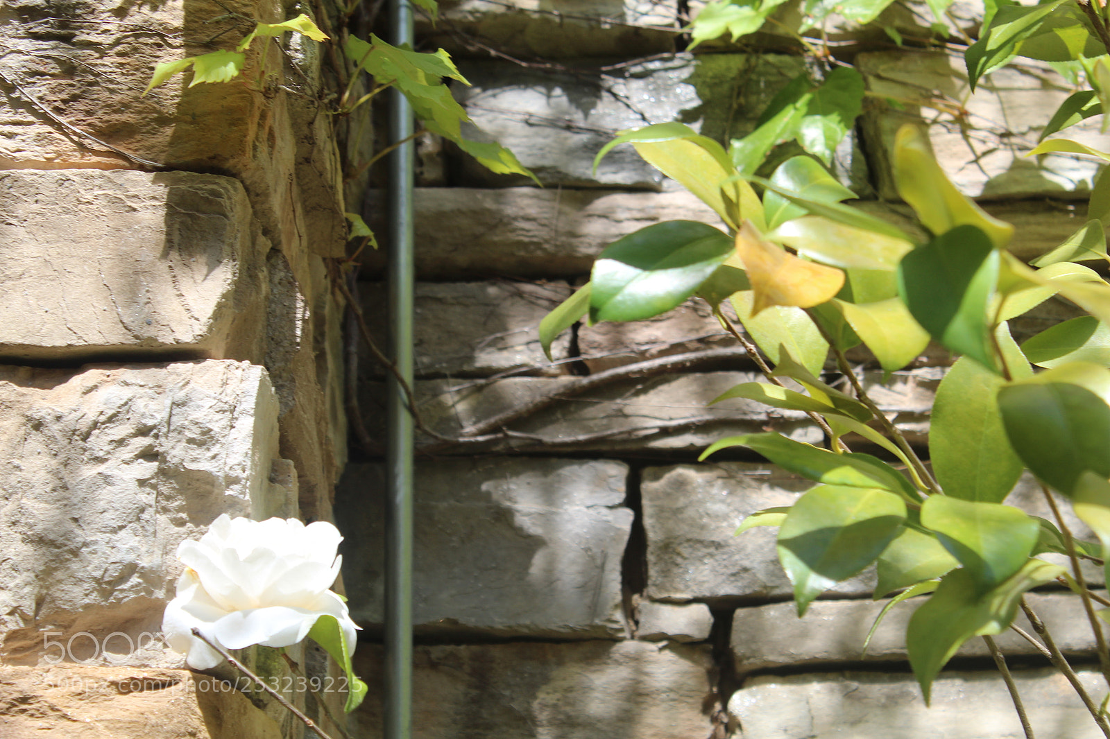 Canon EOS 1300D (EOS Rebel T6 / EOS Kiss X80) sample photo. Flowers and roses photography