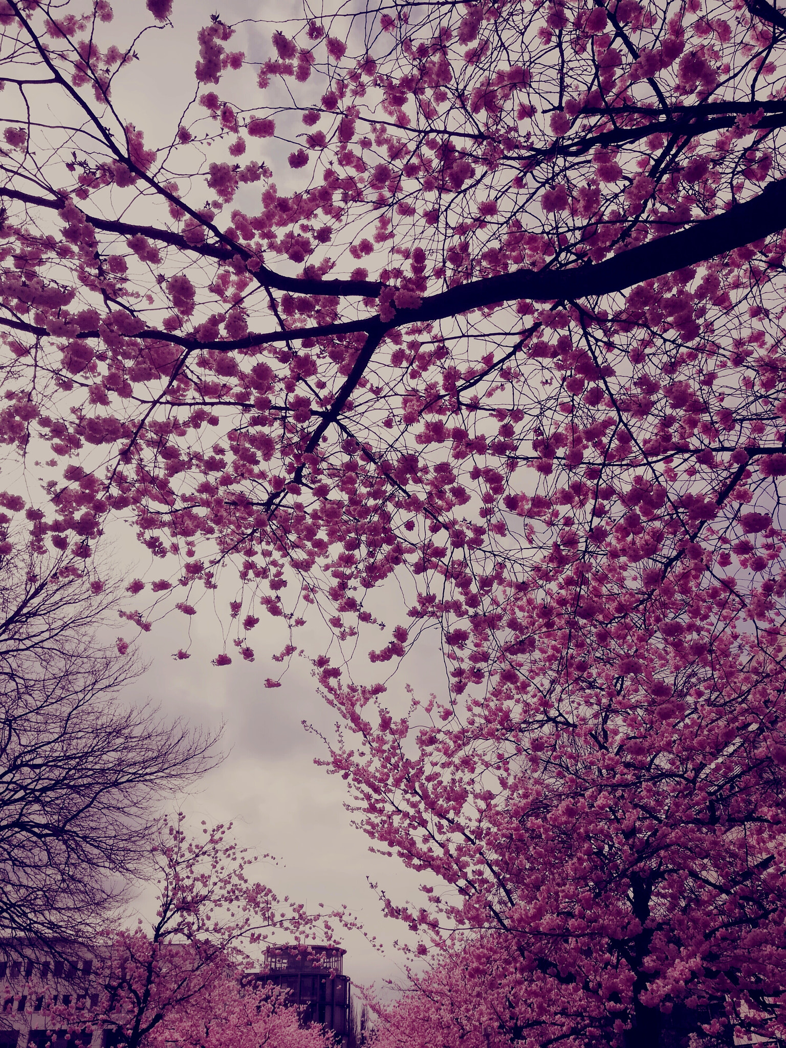 HUAWEI GR5 2017 sample photo. Cherry blossoms photography