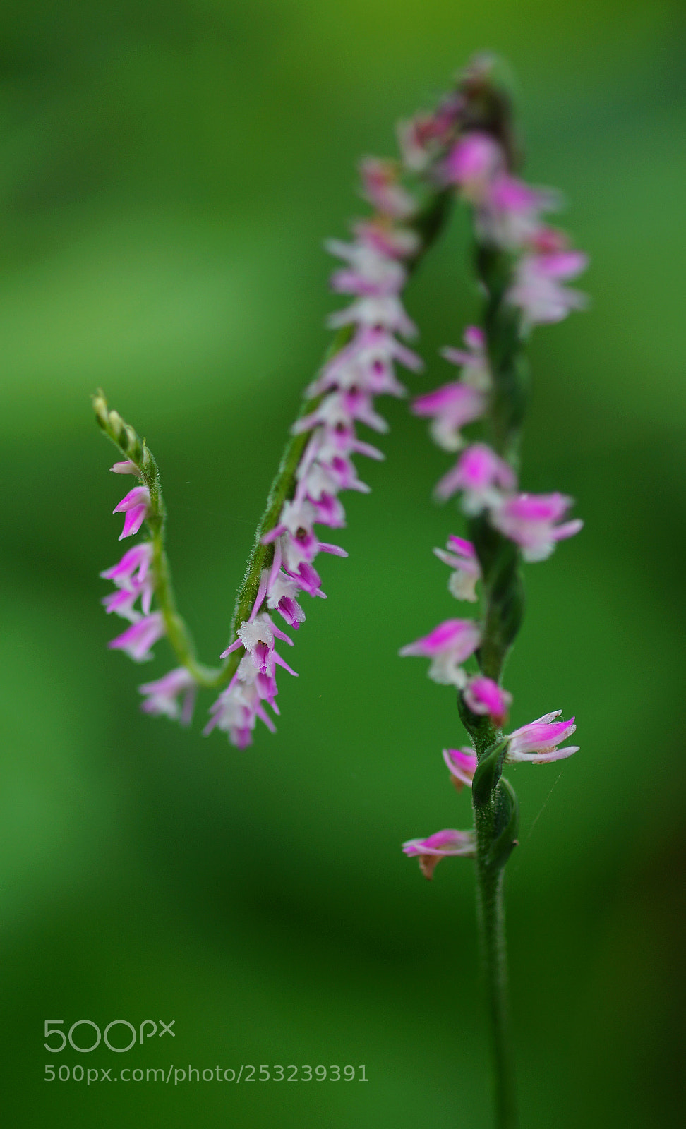 Sony SLT-A99V sample photo. Flower,wild flower photography