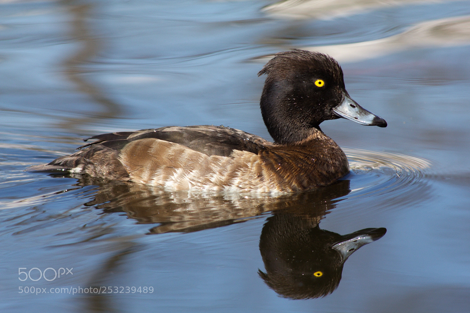 Canon EOS 60D sample photo. Duck reflection. photography