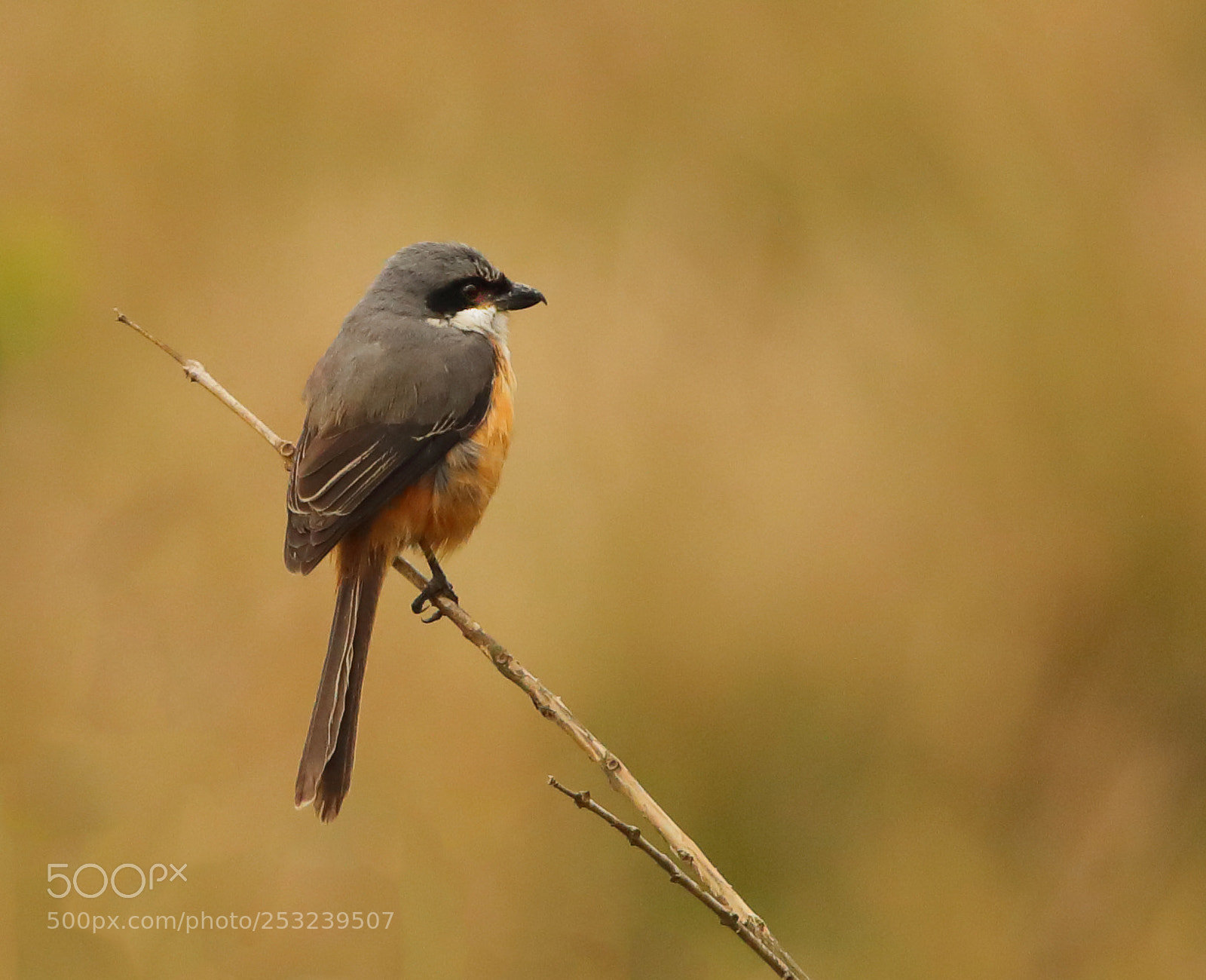 Canon EOS 5D Mark IV sample photo. Grey- backed shrike photography