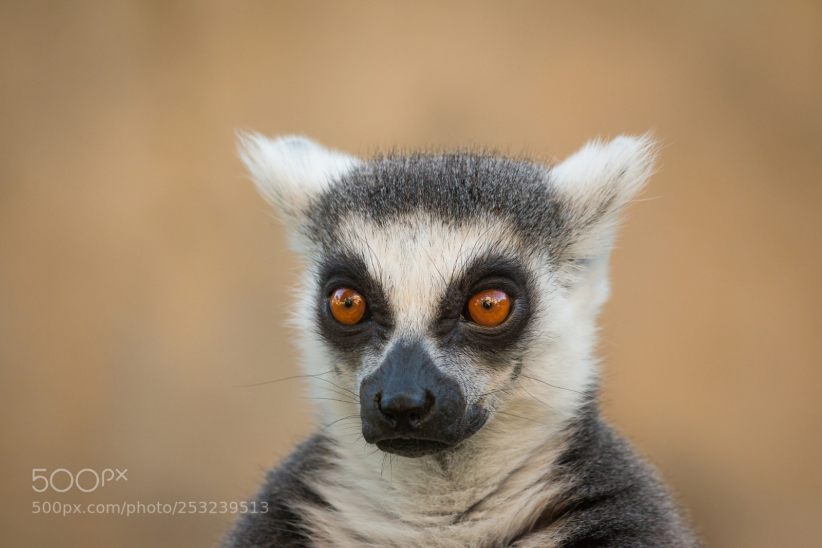 Canon EOS 70D sample photo. Lemur photography