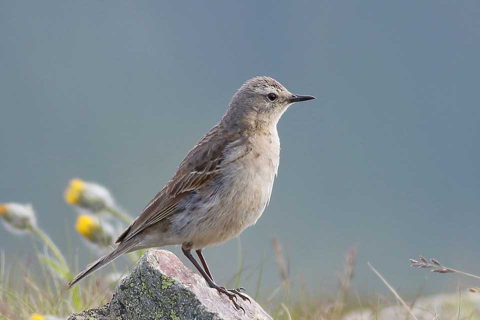Canon EOS 70D + Canon EF 400mm F5.6L USM sample photo. Water pipit on a rock photography