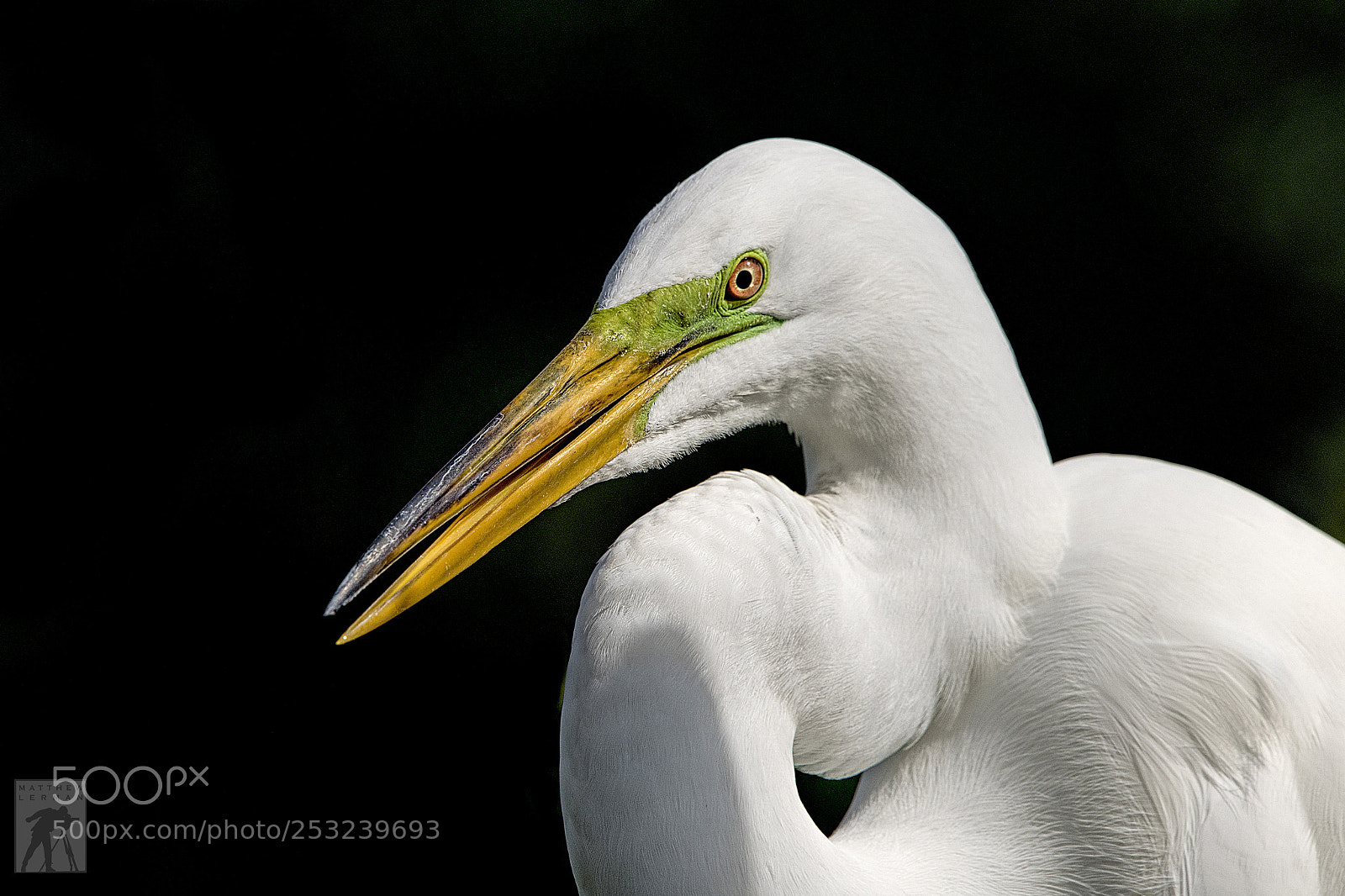 Nikon D810 sample photo. Portrait 1775 photography