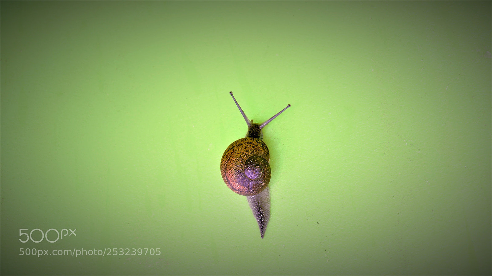 Panasonic Lumix DMC-GH4 sample photo. Snail photography