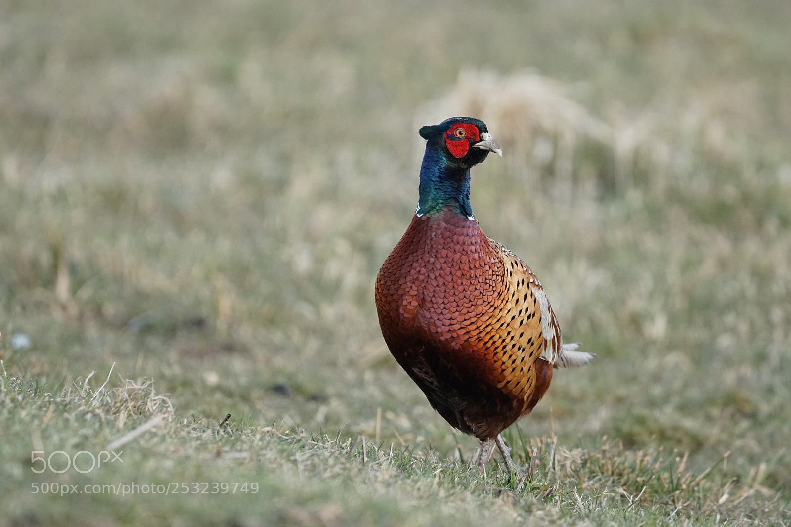 Sony a6300 sample photo. Pheasant, fazant, kalverpolder photography