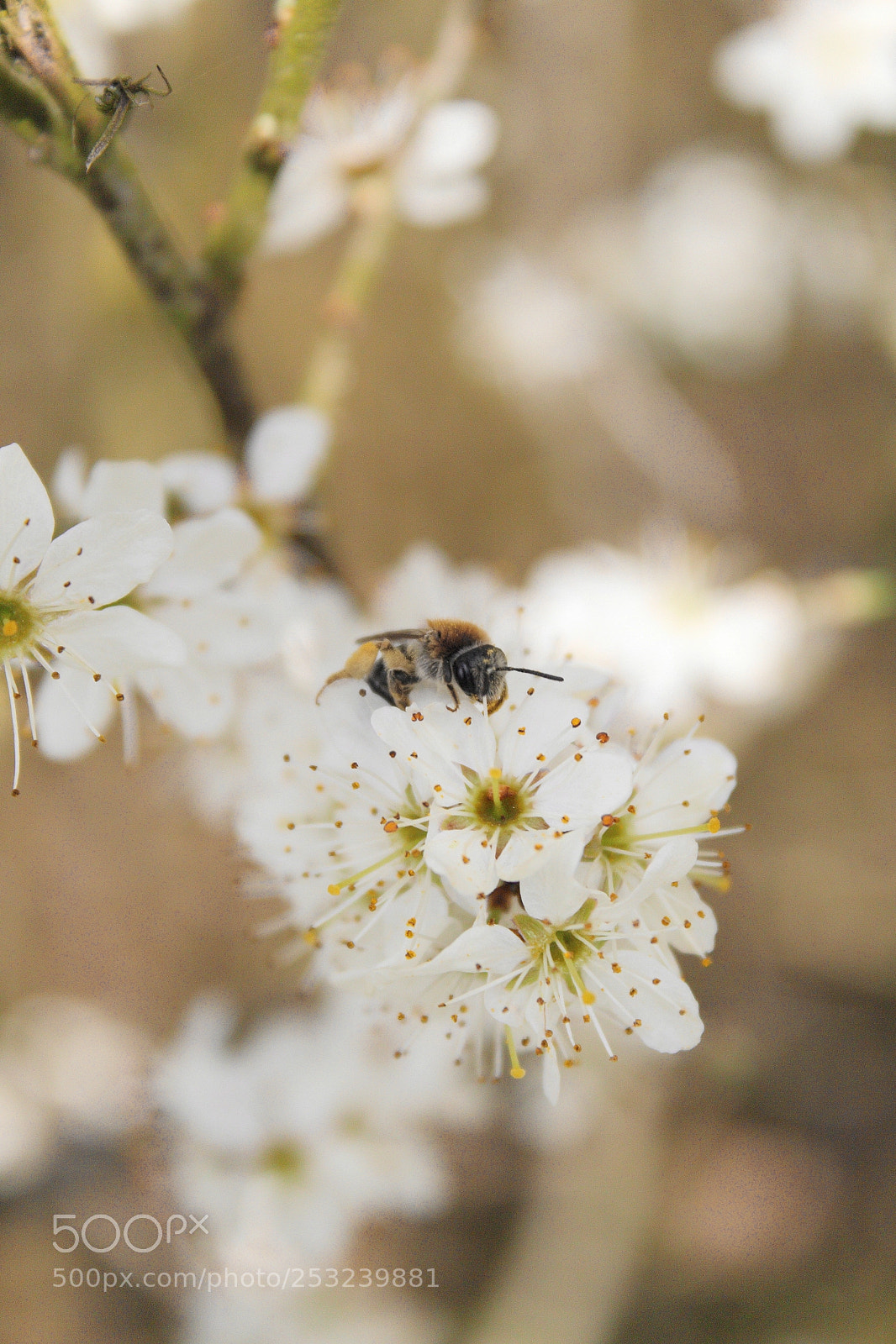 Canon EOS 1300D (EOS Rebel T6 / EOS Kiss X80) sample photo. Bee photography