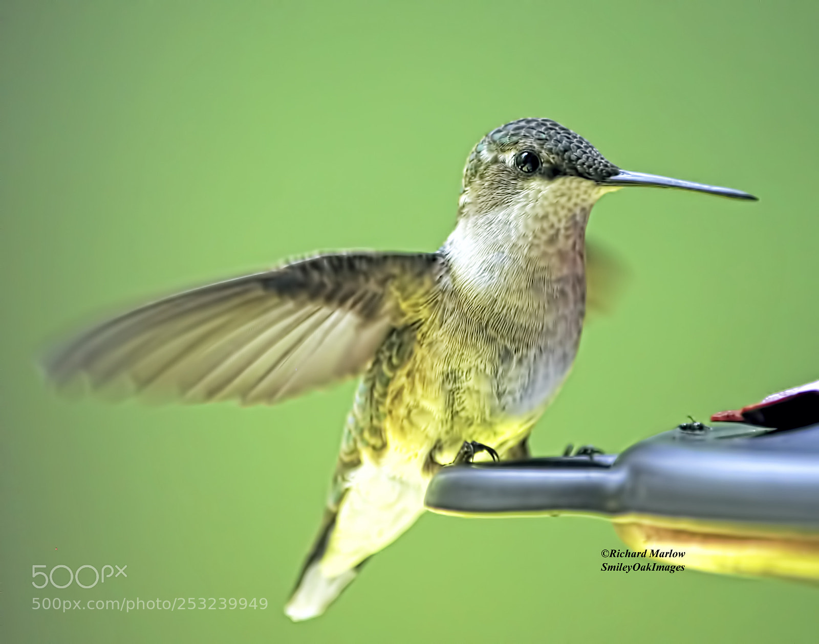 Nikon D5000 sample photo. Hummingbird photography