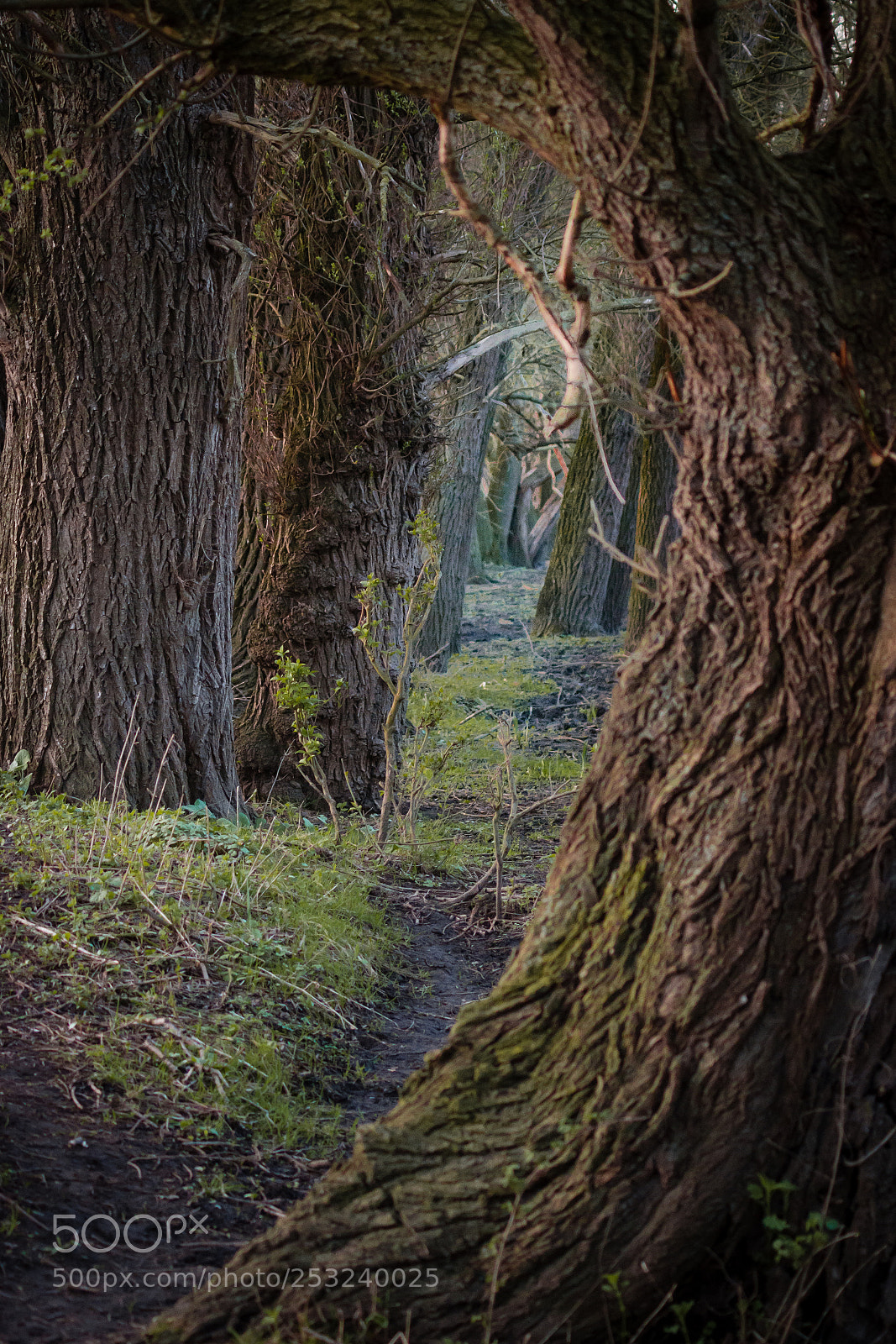 Nikon D7200 sample photo. Path through the trees photography