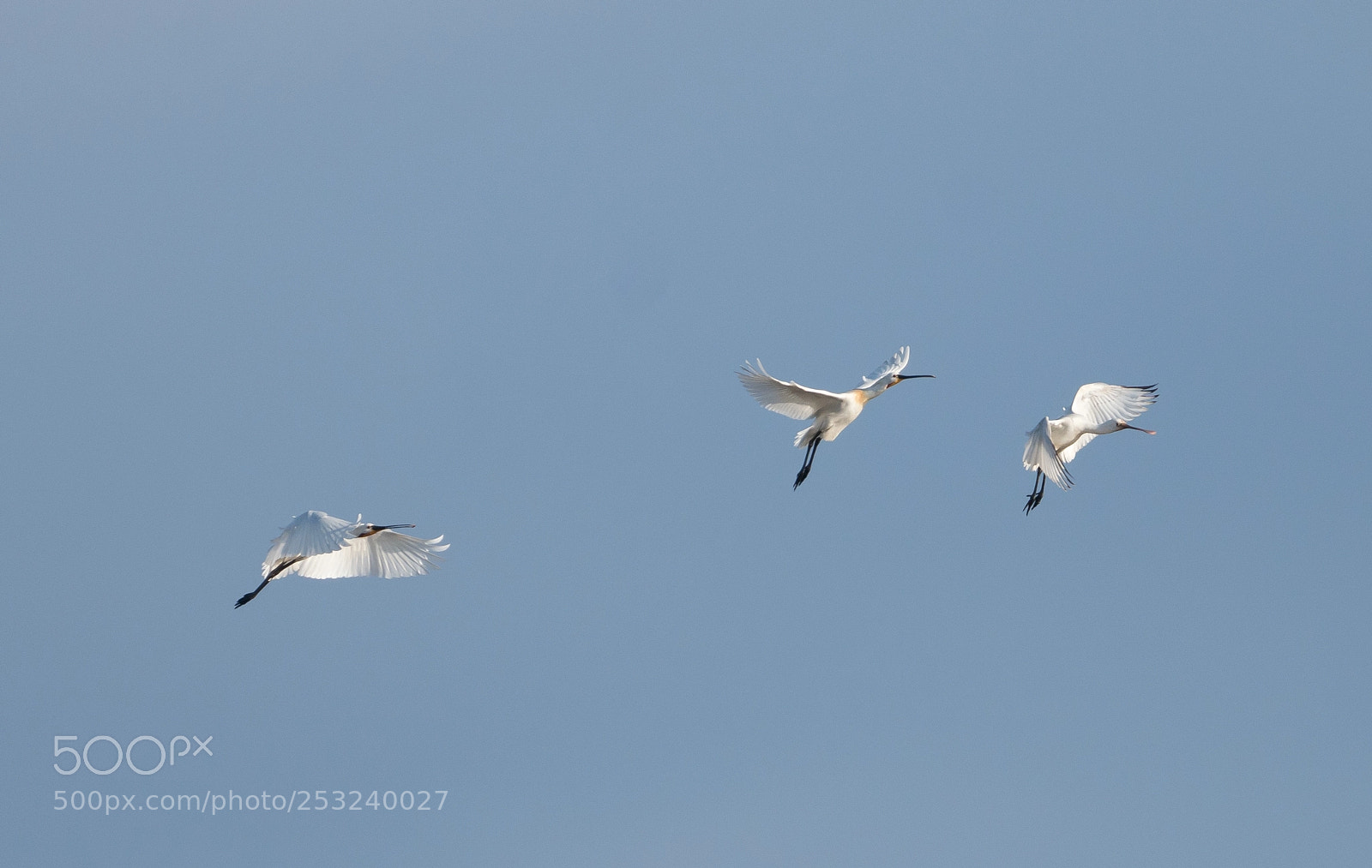 Sony a6300 sample photo. Spoonbills, lepelaars, spring 2018 photography