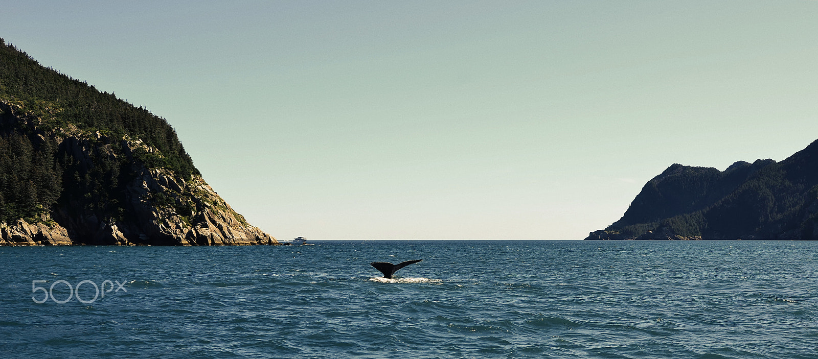 Nikon D7000 sample photo. Whale!!! photography