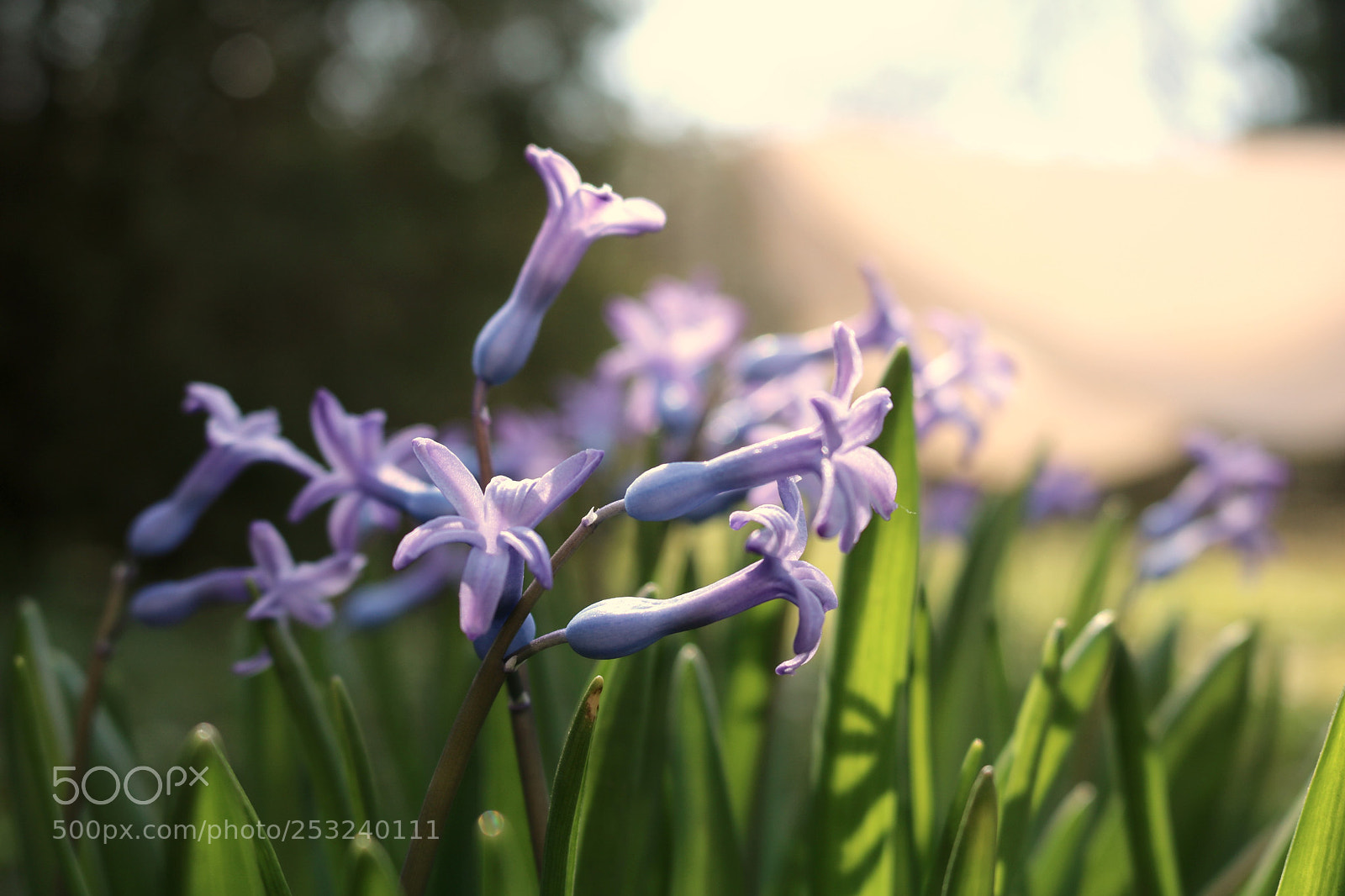 Canon EOS 750D (EOS Rebel T6i / EOS Kiss X8i) sample photo. Tavaszi photography