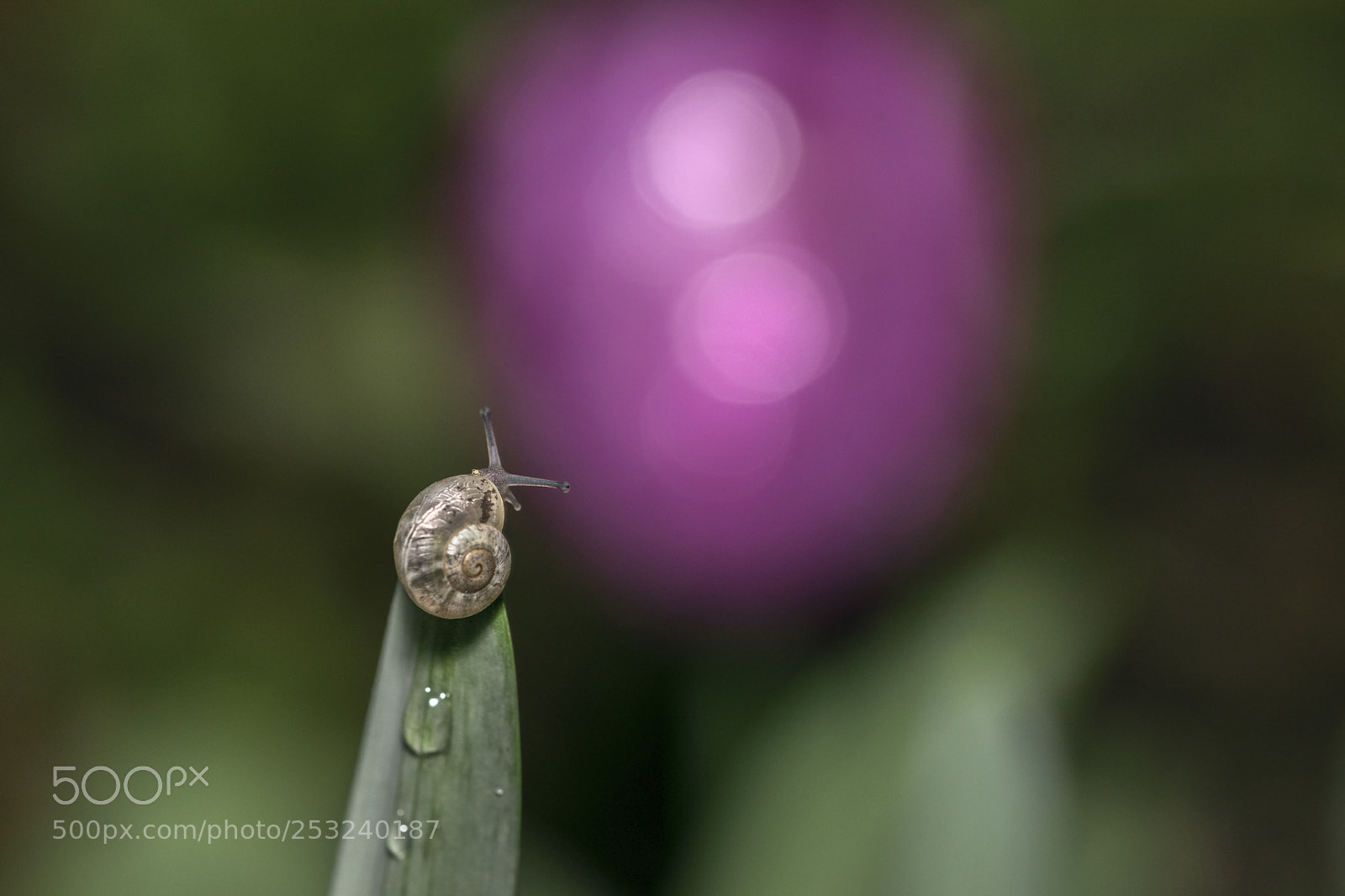 Nikon D3300 sample photo. Little snail photography