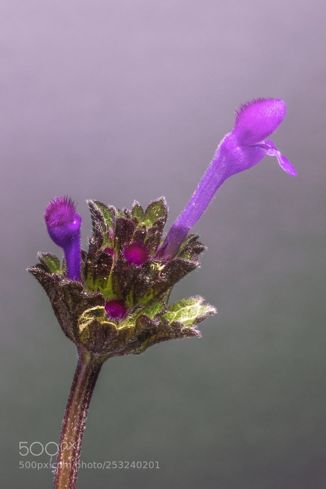 Canon EOS 6D Mark II sample photo. Flores photography