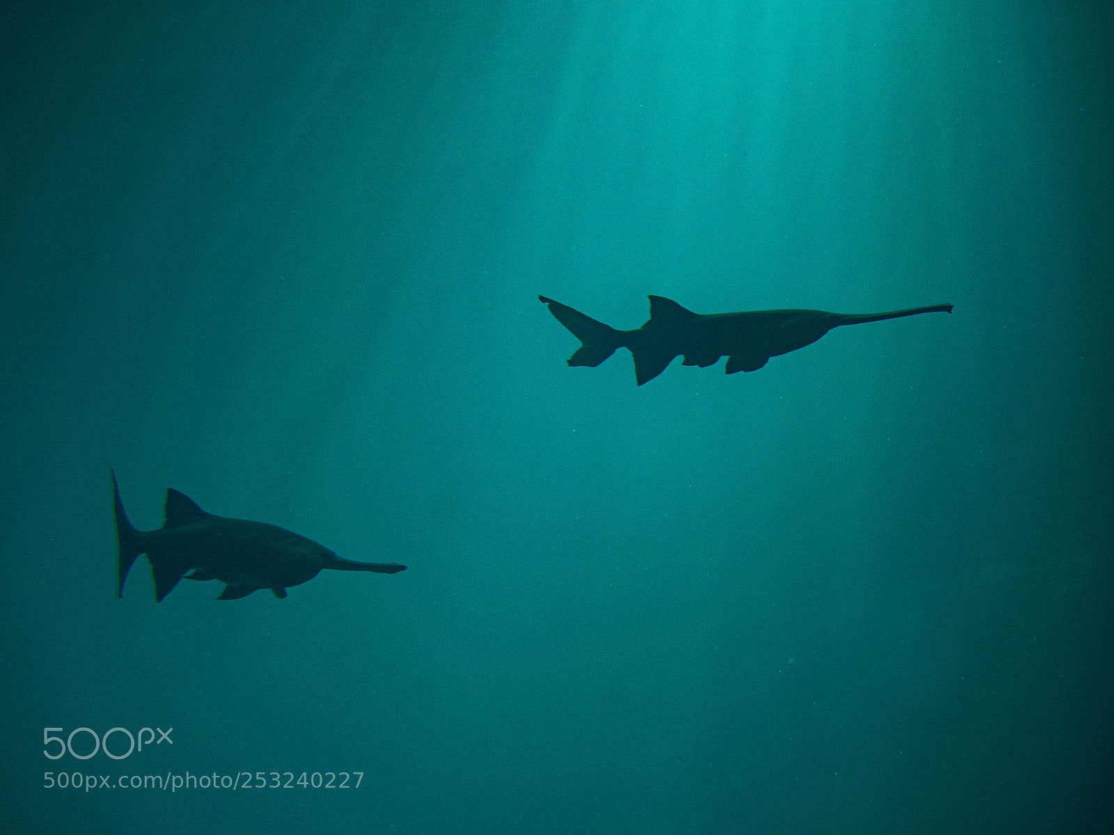Olympus OM-D E-M5 sample photo. Alligator fishes photography
