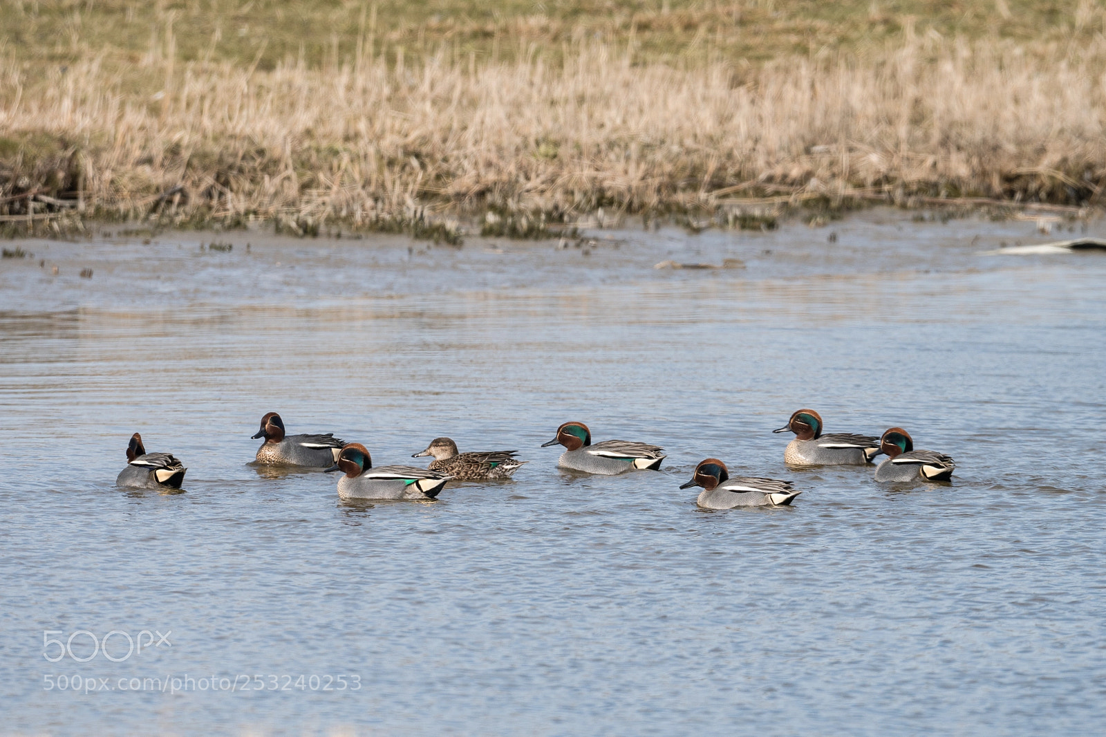 Sony a6300 sample photo. European teal, wintertaling photography