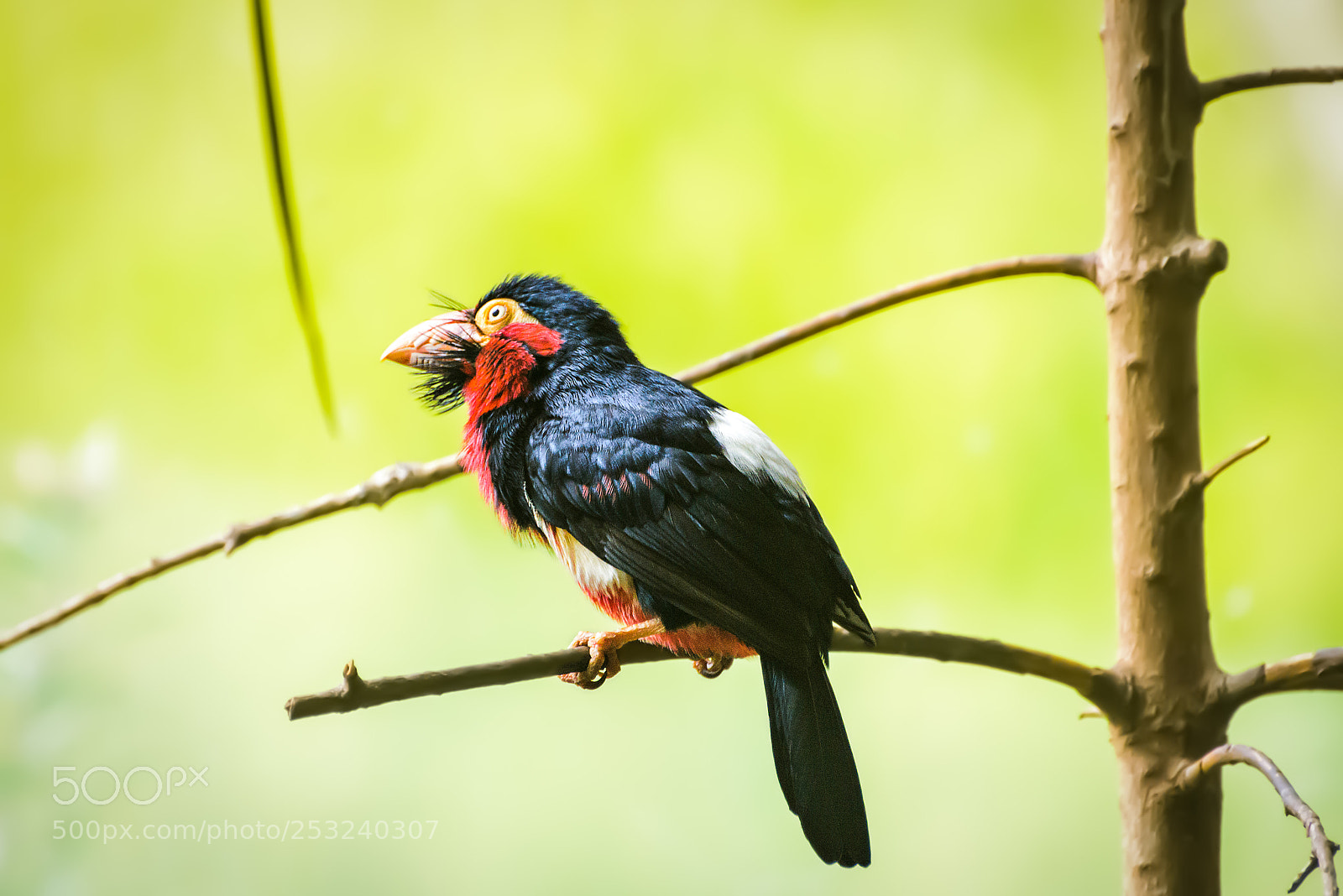 Nikon D800 sample photo. Bird's are weird photography