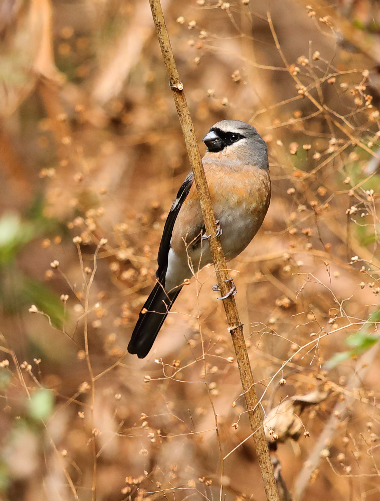 Canon EF 500mm F4L IS II USM sample photo. Grey headed bullfinch photography