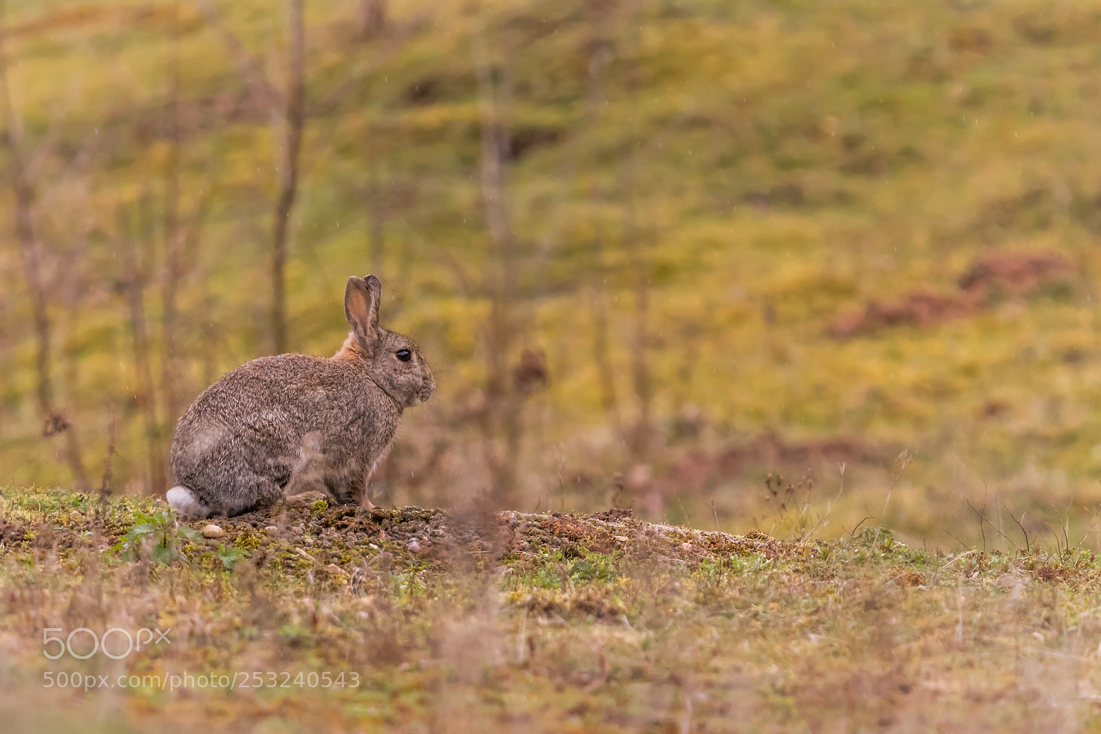Canon EOS 80D sample photo. Rabbit photography
