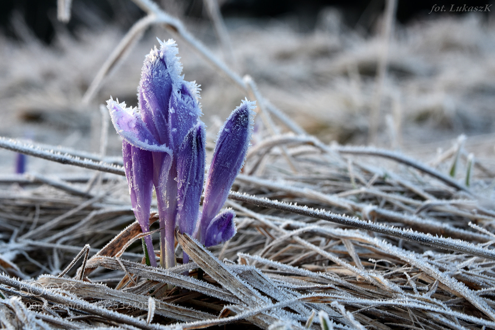 Nikon D7200 sample photo. Szron na krokusach photography