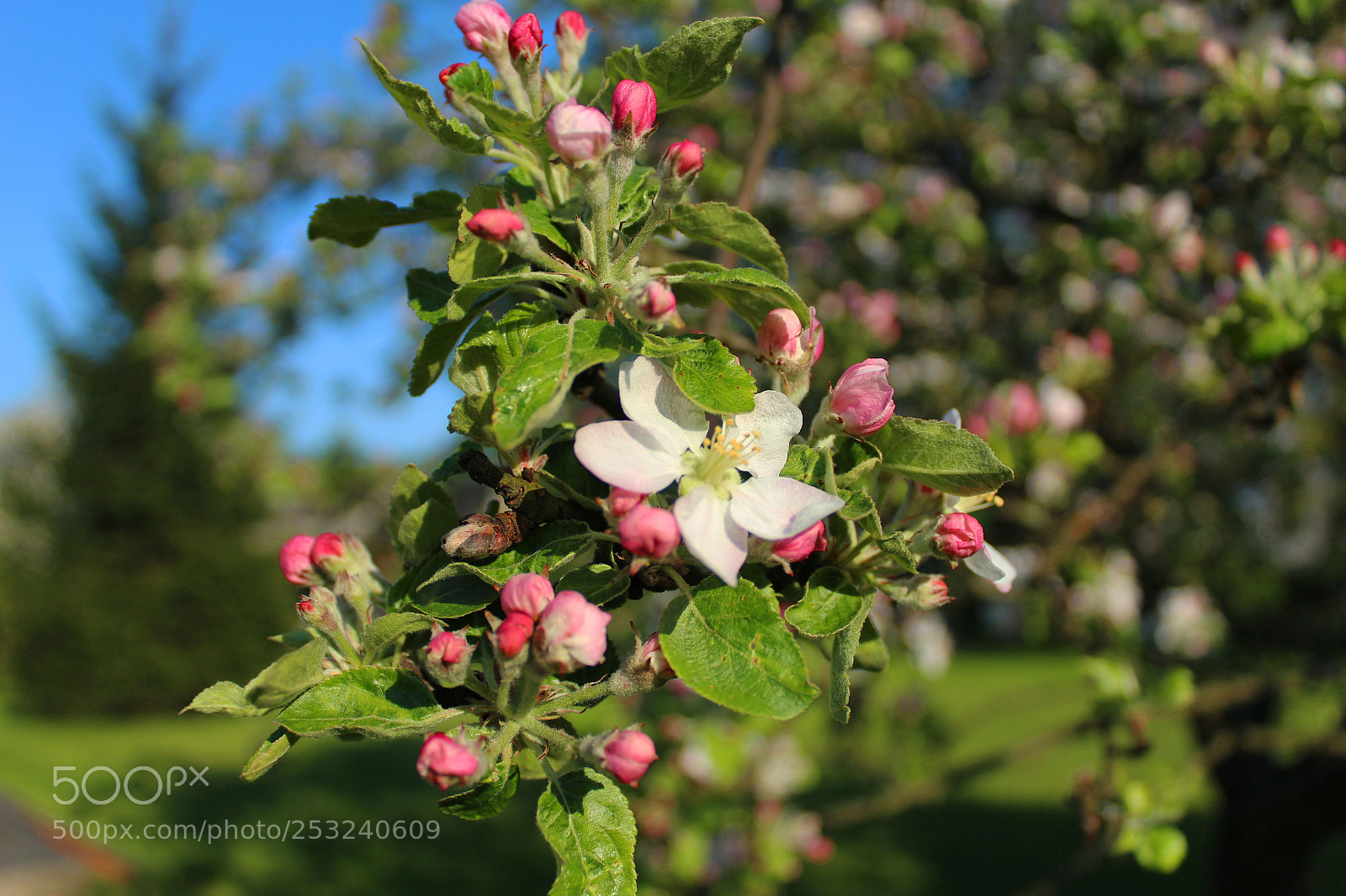 Canon EOS 1200D (EOS Rebel T5 / EOS Kiss X70 / EOS Hi) sample photo. Spring time photography