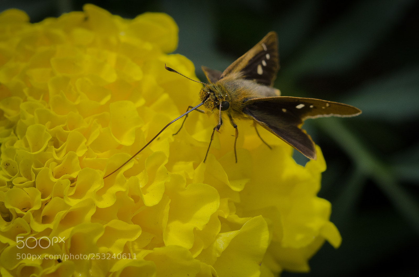 Nikon D7000 sample photo. Moth photography