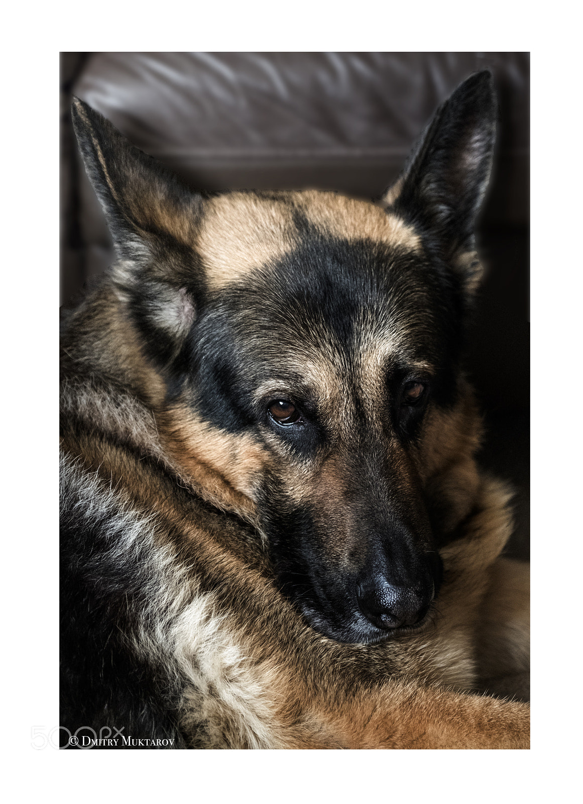Fujifilm X-Pro2 sample photo. I am all ears photography
