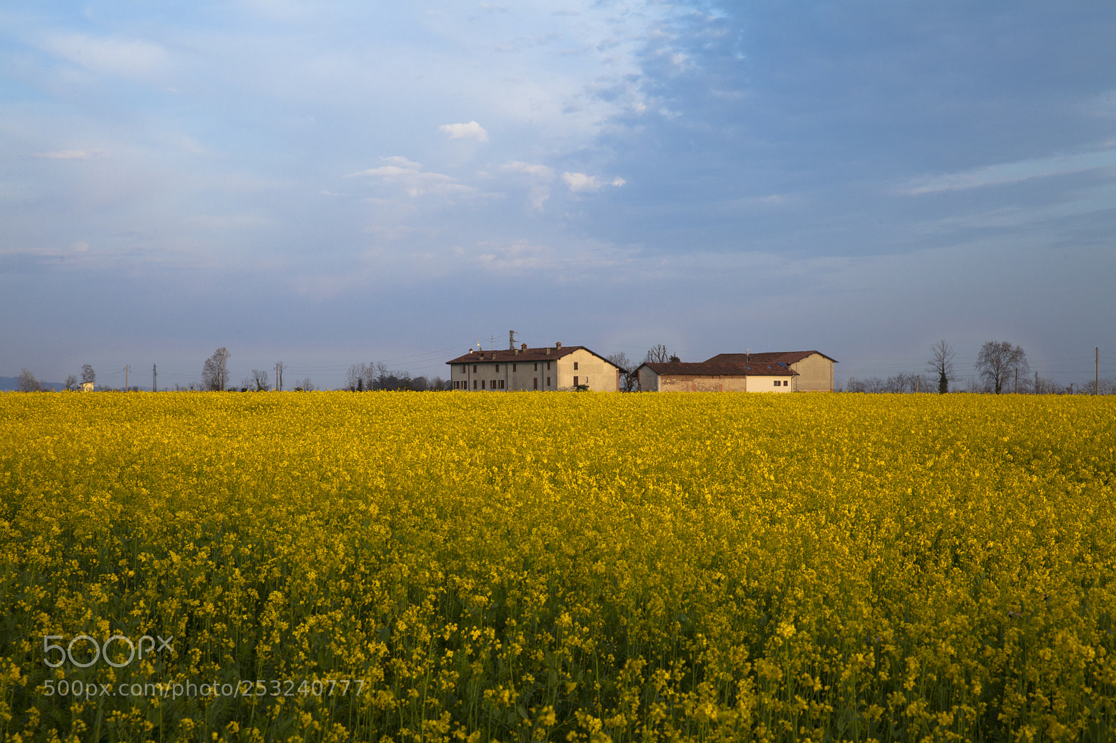Canon EOS 5D Mark II sample photo. Yellow photography