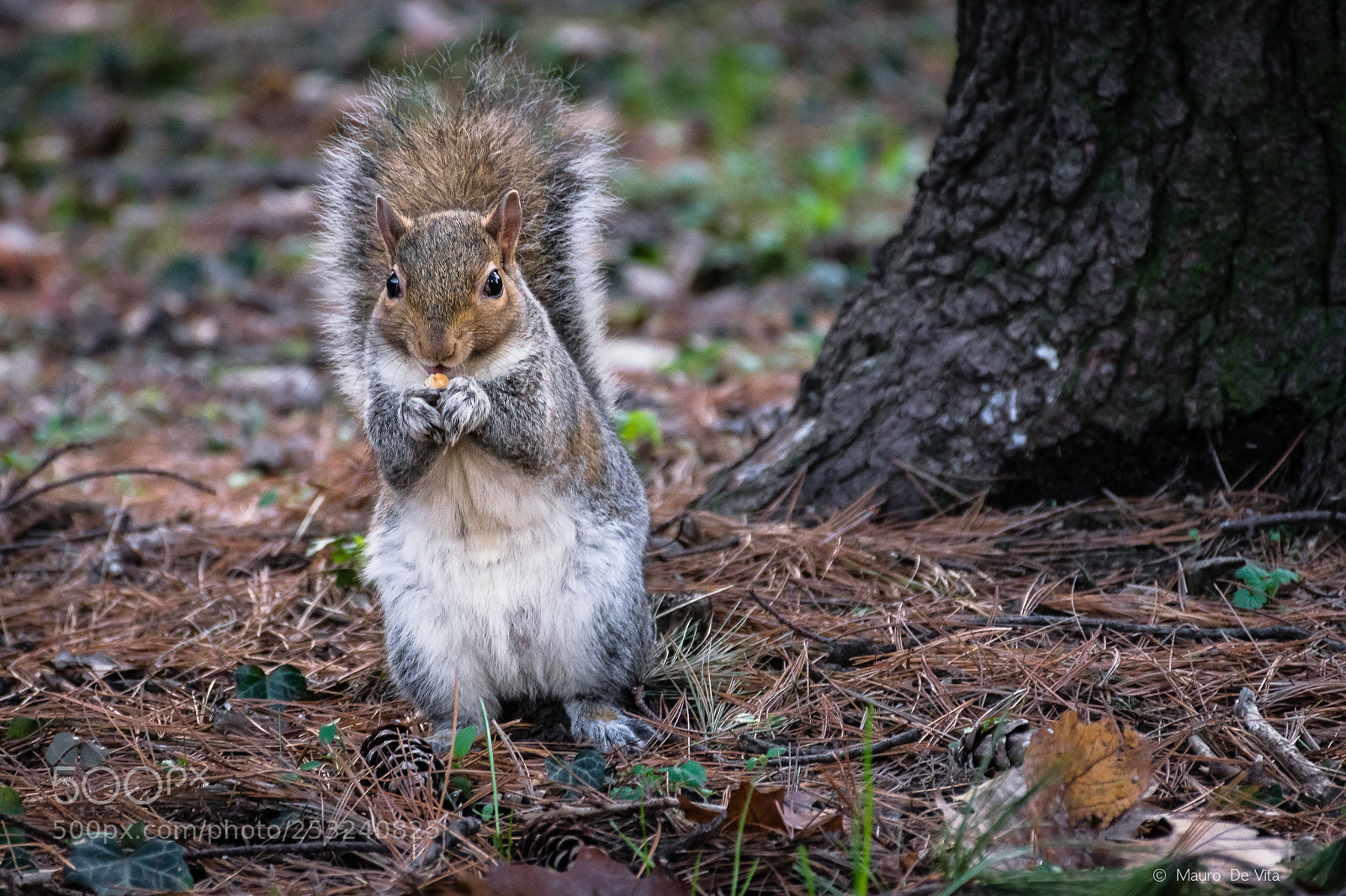 Nikon D5300 sample photo. Squirrel photography