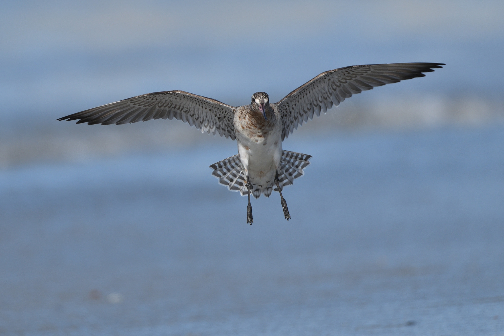 Nikon AF-S Nikkor 500mm F4G ED VR sample photo. Bar-tailed godwit photography