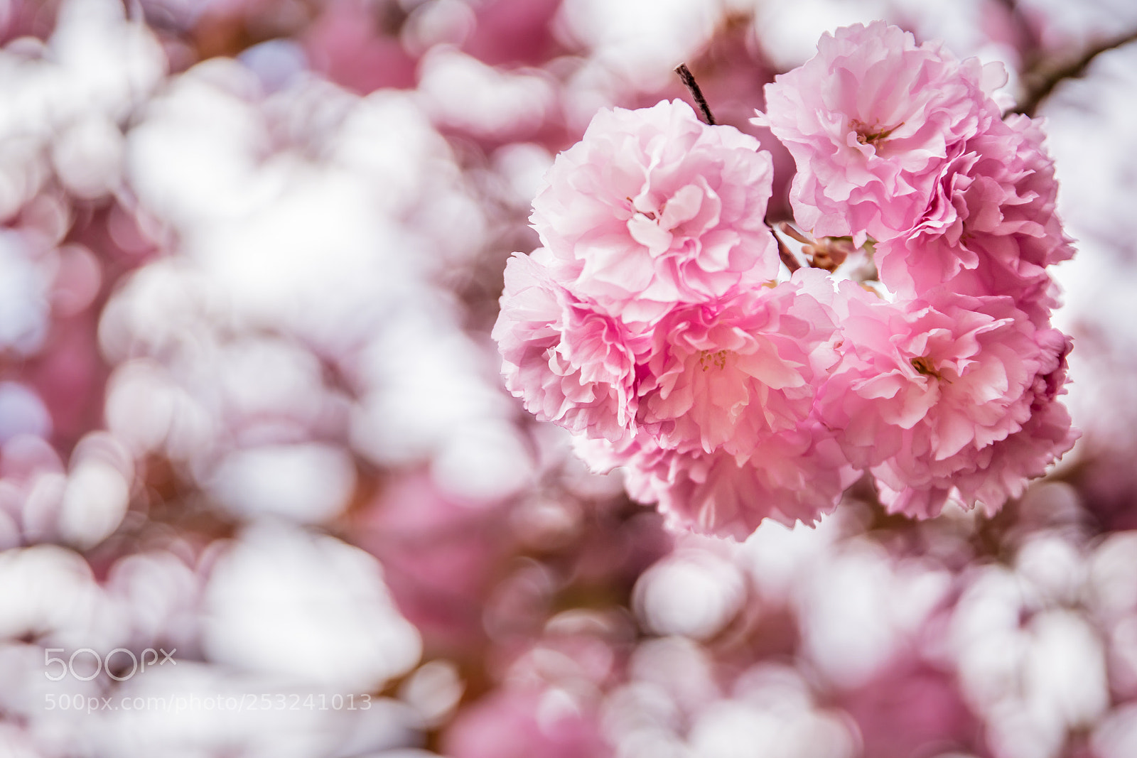 Sony a7R III sample photo. Button cherry photography