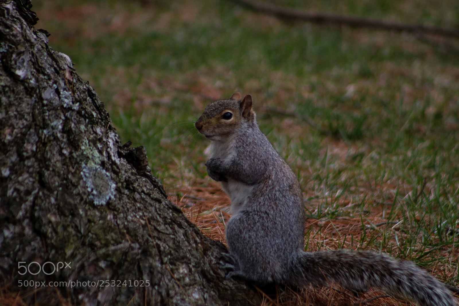 Canon EOS 750D (EOS Rebel T6i / EOS Kiss X8i) sample photo. Posing photography