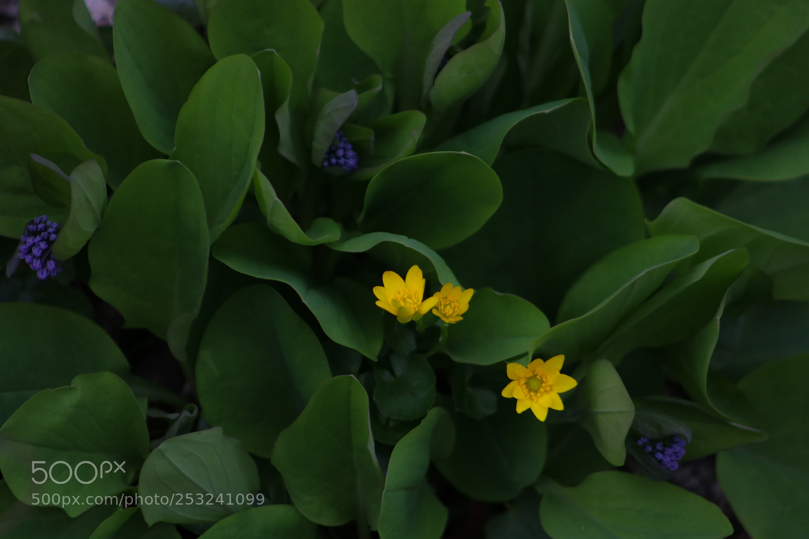 Canon EOS 750D (EOS Rebel T6i / EOS Kiss X8i) sample photo. Soft photography