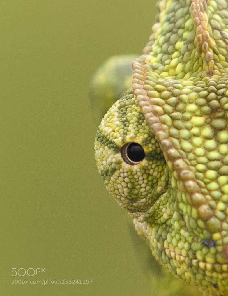 Nikon D500 sample photo. Ichameleon photography