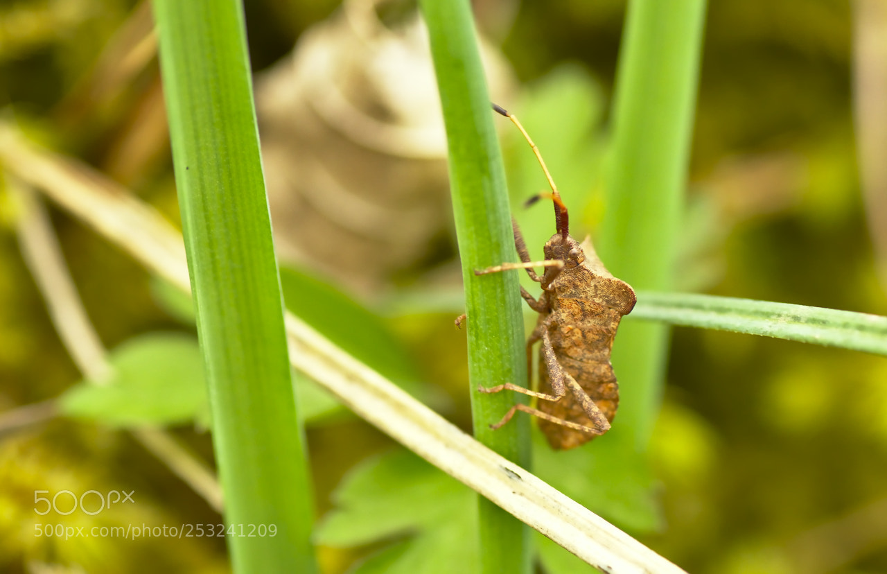 Nikon D5600 sample photo. En armure photography