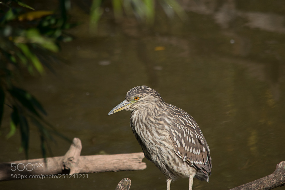 Nikon D3300 sample photo. Juvenile black crowned night photography