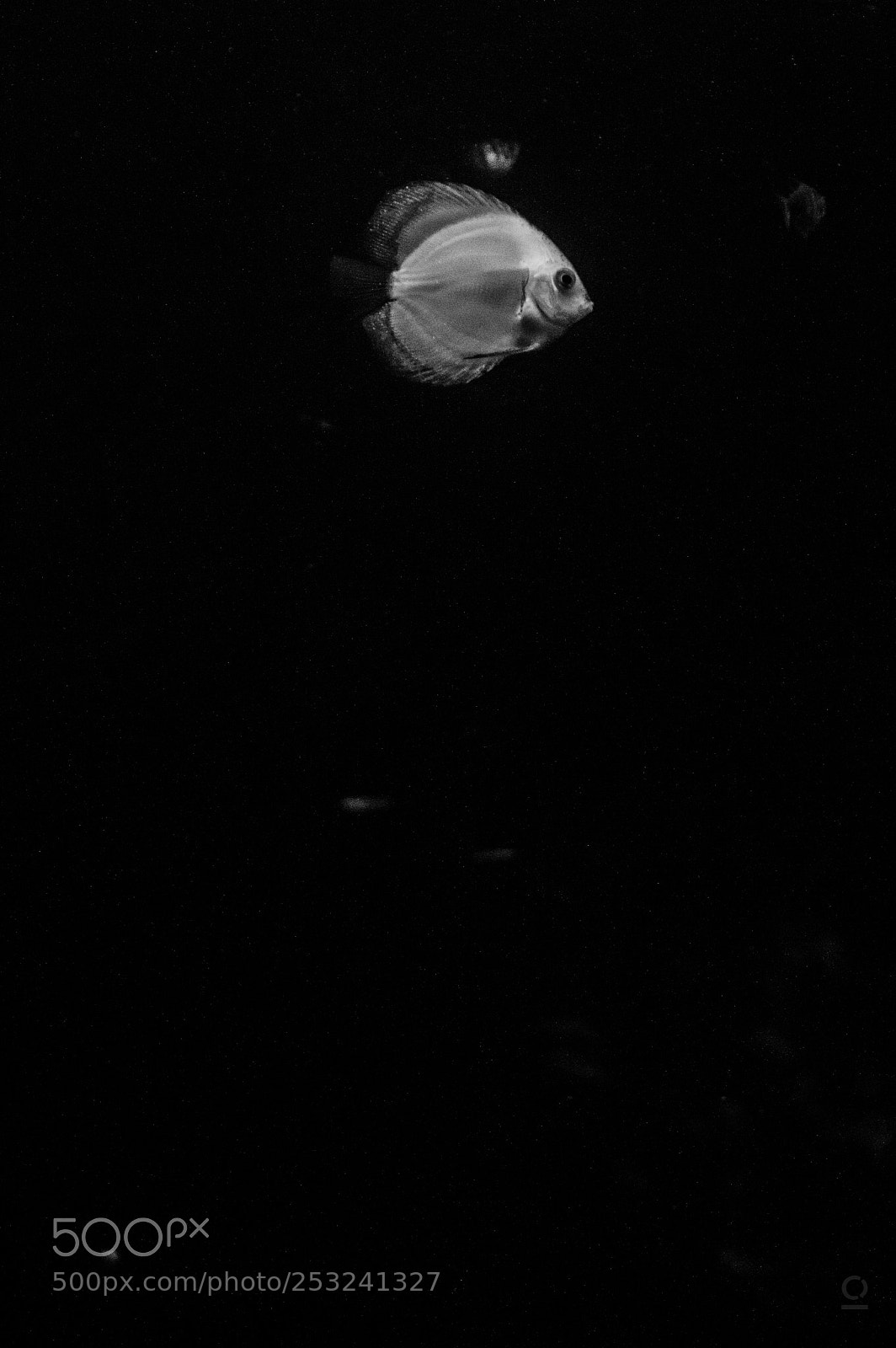 Nikon D3200 sample photo. Sea monsters photography