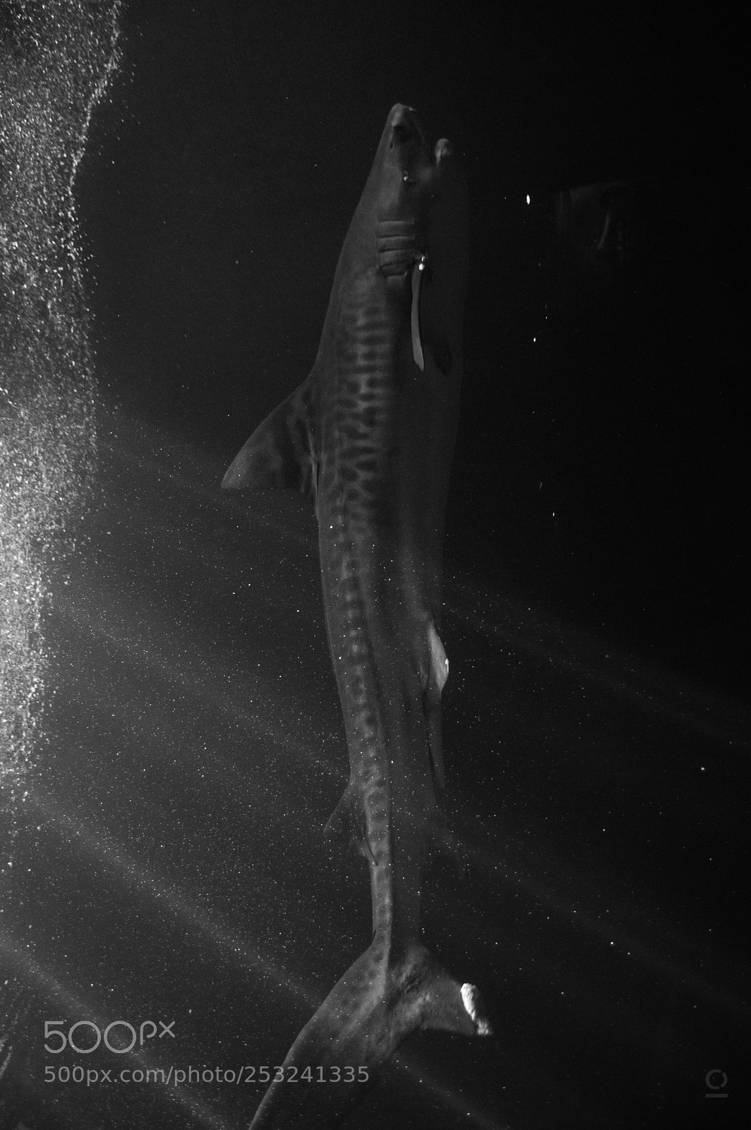 Nikon D3200 sample photo. Sea monsters photography