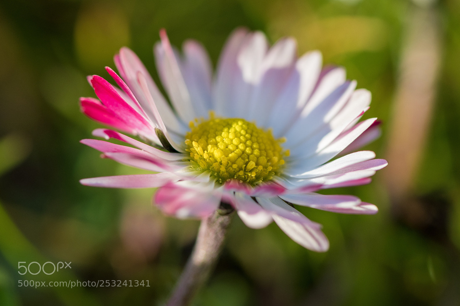 Nikon D500 sample photo. Daisy photography