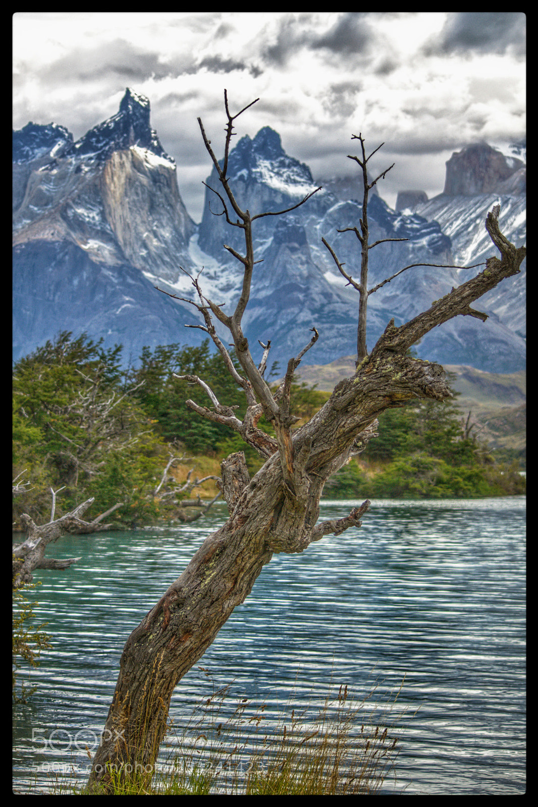 Nikon D5300 sample photo. Arbol photography