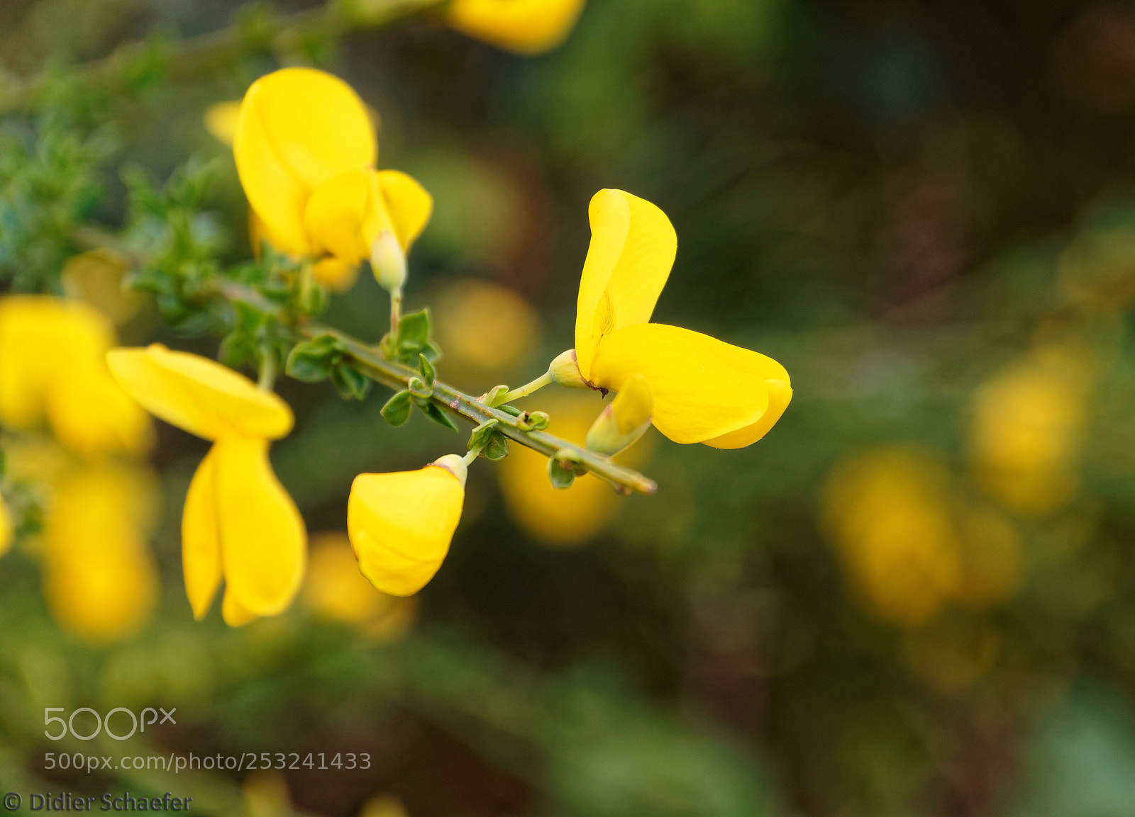 Canon EOS 50D sample photo. Broom photography