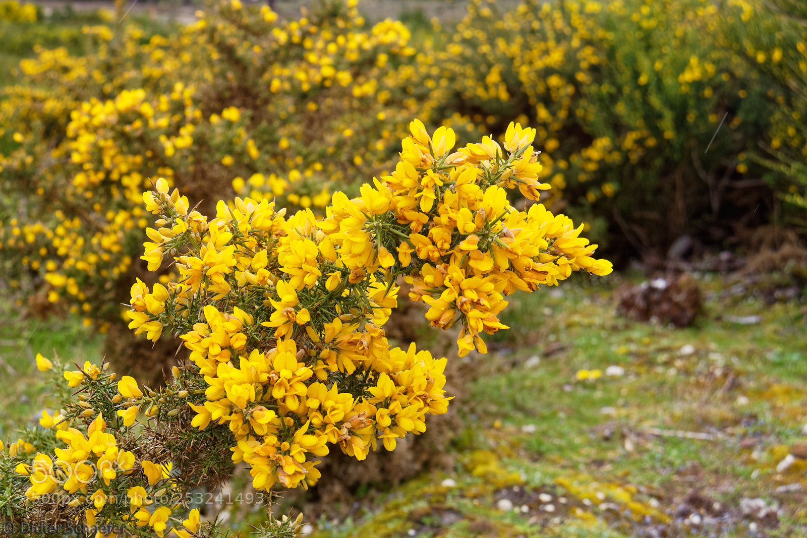 Canon EOS 50D sample photo. Gorse photography
