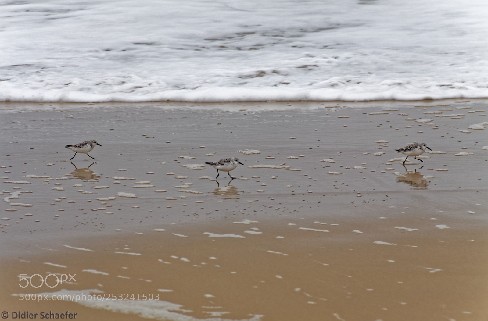 Canon EOS 50D sample photo. Sanderling photography