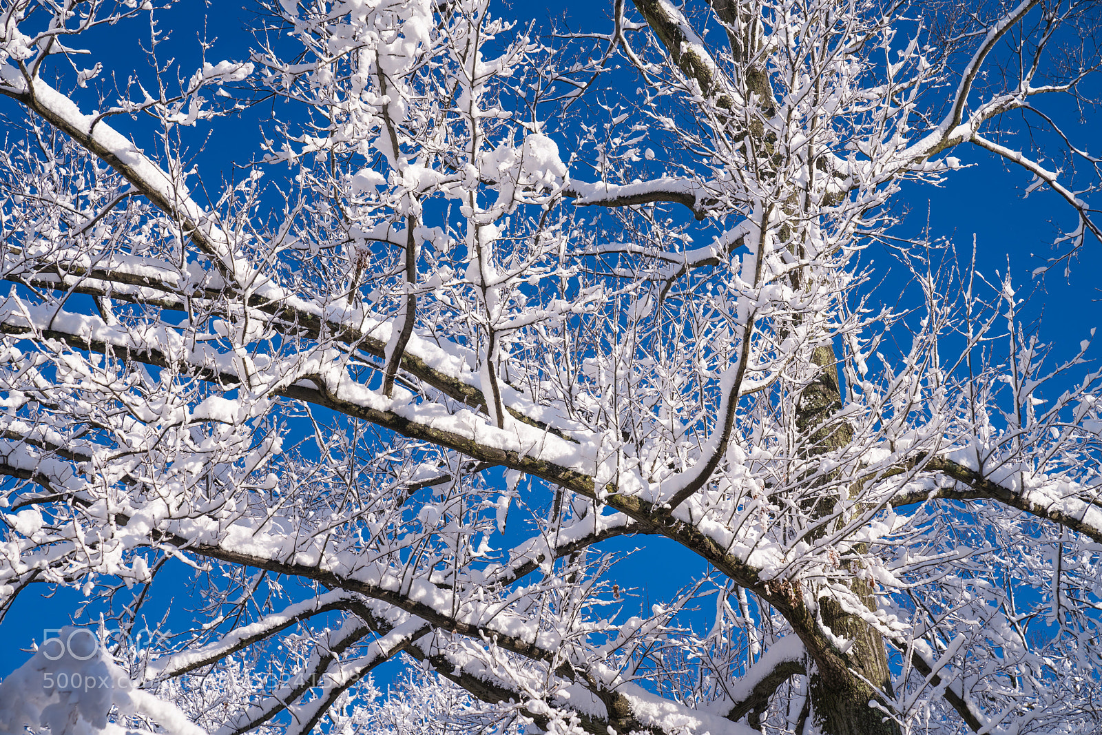Sony a7R III sample photo. After a late season photography