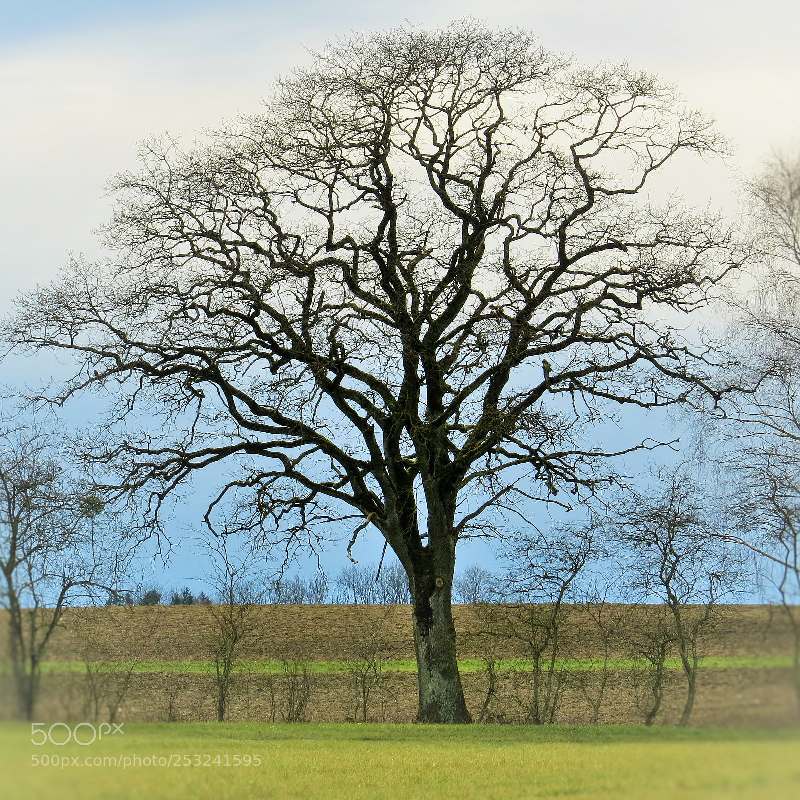 Canon PowerShot SX50 HS sample photo. Leafless tree before spring () photography