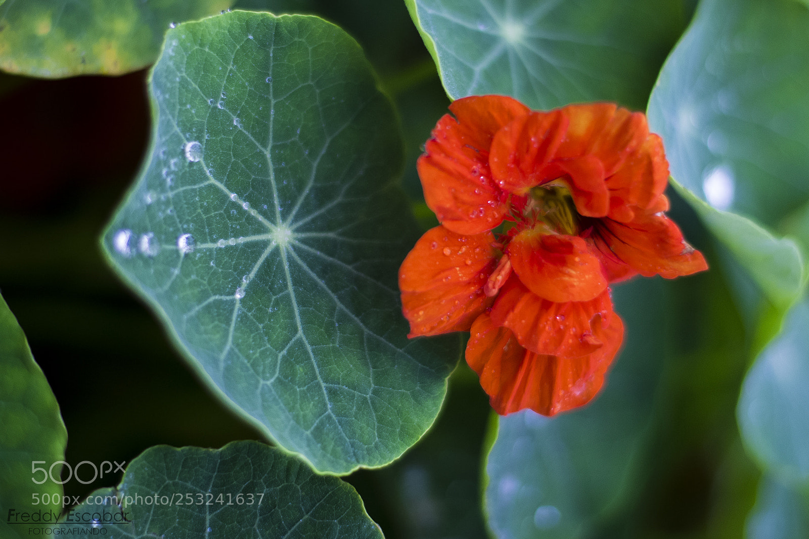 Canon EOS 700D (EOS Rebel T5i / EOS Kiss X7i) sample photo. Nature. photography