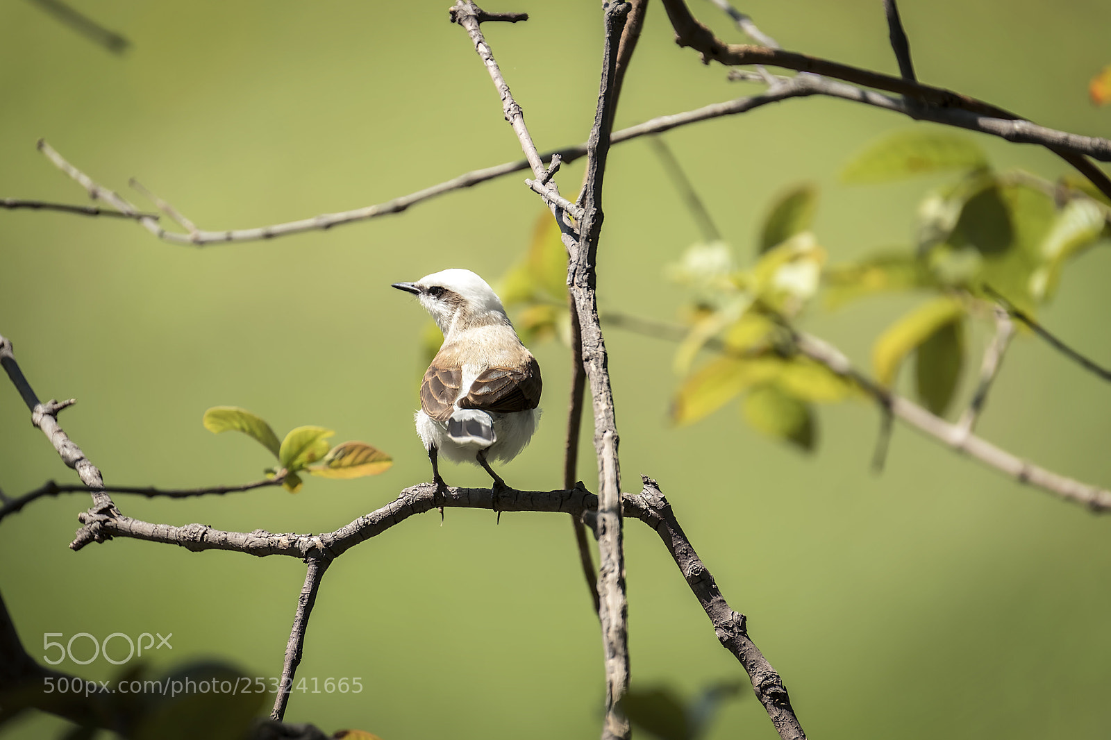 Fujifilm X-T2 sample photo. Bird in river photography