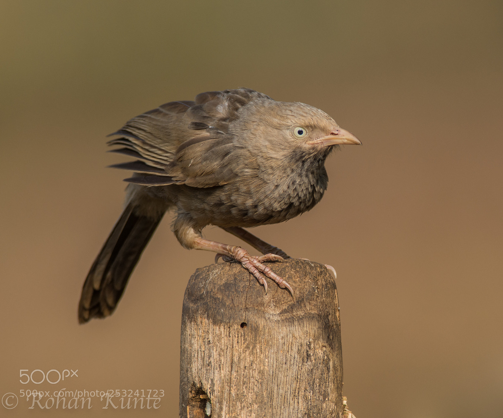Nikon D7100 sample photo. Jungle babbler photography