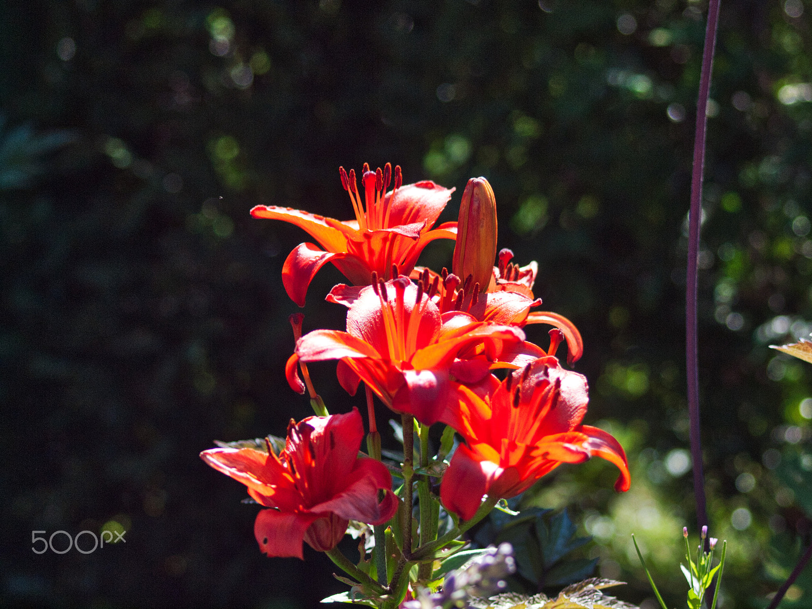 Olympus E-620 (EVOLT E-620) sample photo. Red cluster photography